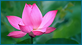 Thiên Thần Trong Trái Tim Tôi